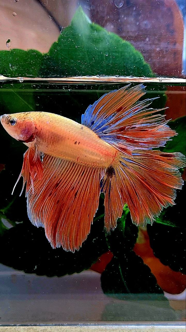 HALFMOON ROSETAIL ORANGE ARMAGEDDON BETTA FISH