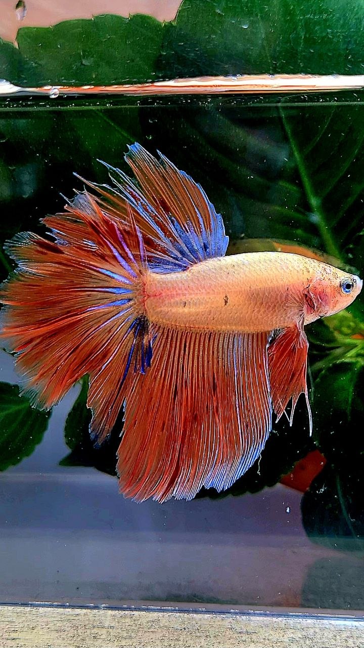HALFMOON ROSETAIL ORANGE ARMAGEDDON BETTA FISH