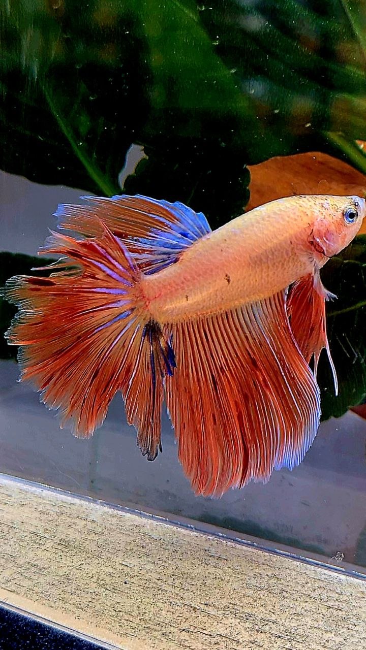 HALFMOON ROSETAIL ORANGE ARMAGEDDON BETTA FISH