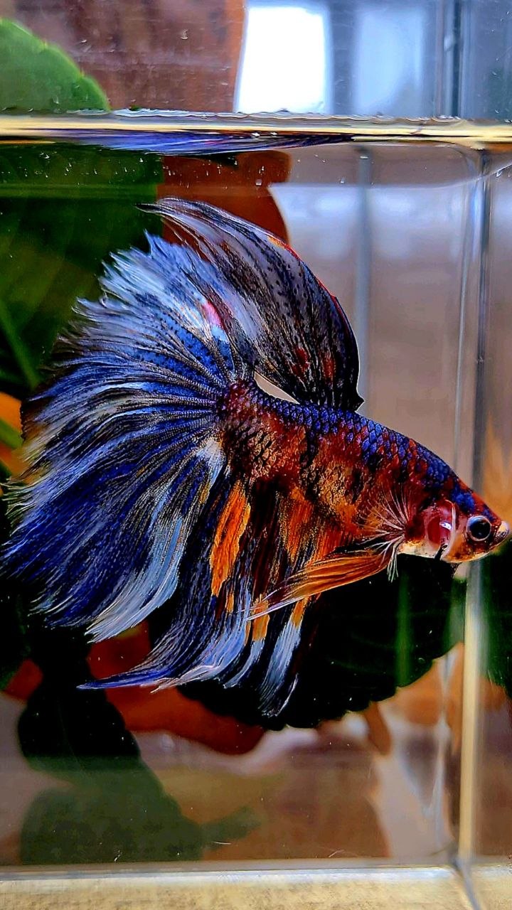 HALFMOON BLUE ORANGE METALLIC MULTICOLOR BETTA FISH