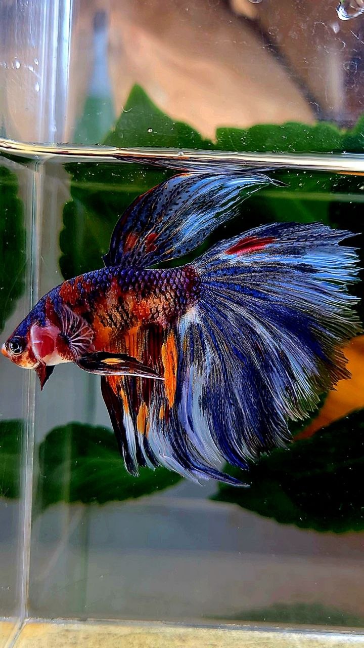 HALFMOON BLUE ORANGE METALLIC MULTICOLOR BETTA FISH