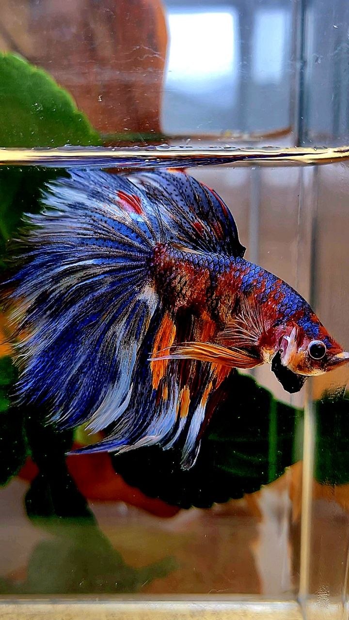 HALFMOON BLUE ORANGE METALLIC MULTICOLOR BETTA FISH