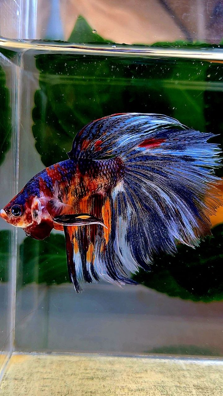 HALFMOON BLUE ORANGE METALLIC MULTICOLOR BETTA FISH