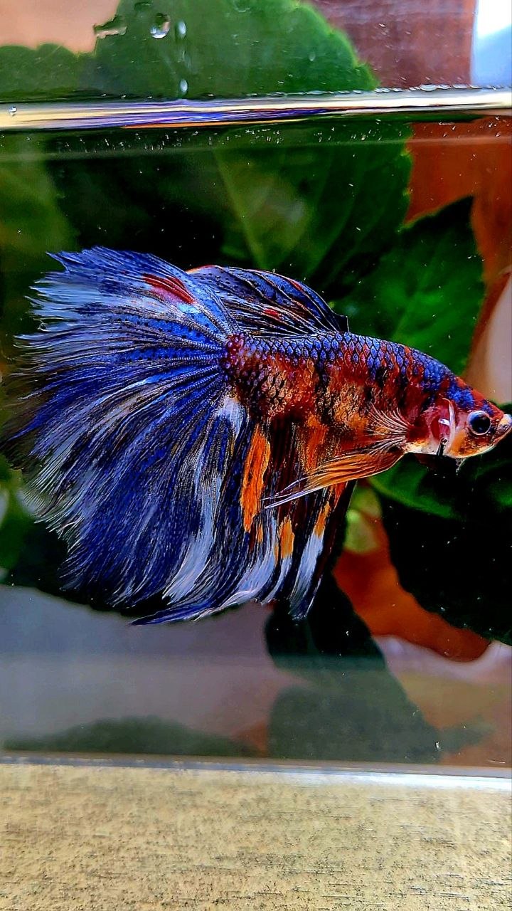 HALFMOON BLUE ORANGE METALLIC MULTICOLOR BETTA FISH
