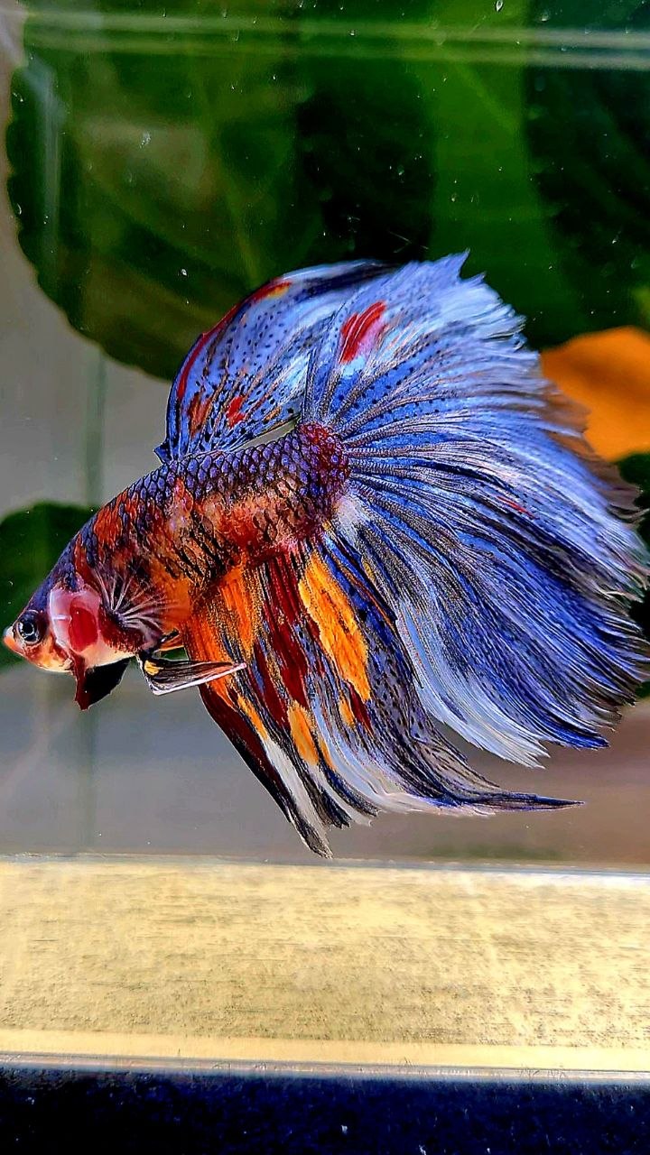 HALFMOON BLUE ORANGE METALLIC MULTICOLOR BETTA FISH