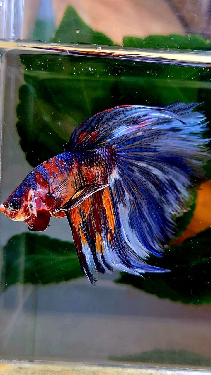 HALFMOON BLUE ORANGE METALLIC MULTICOLOR BETTA FISH