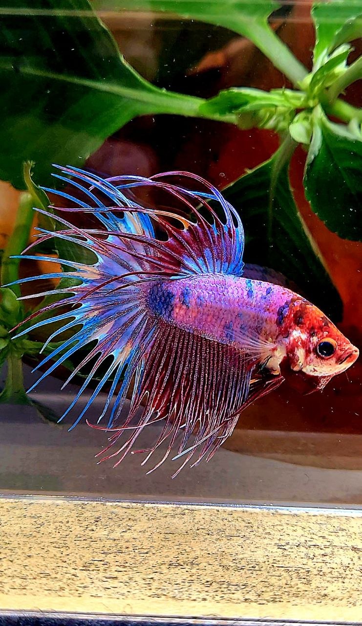 CROWNTAIL PURPLE CANDY FANCY MULTICOLOR BETTA FISH