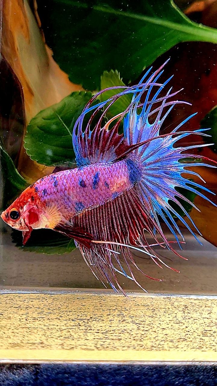 CROWNTAIL PURPLE CANDY FANCY MULTICOLOR BETTA FISH