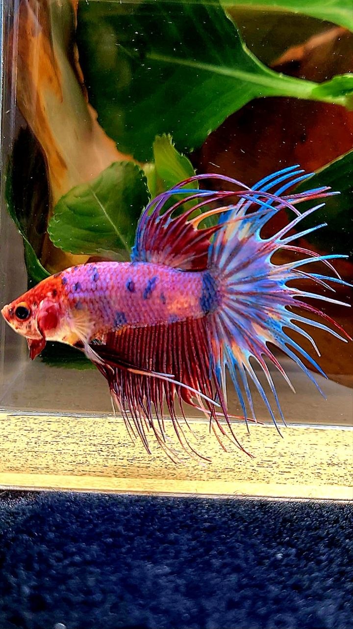 CROWNTAIL PURPLE CANDY FANCY MULTICOLOR BETTA FISH