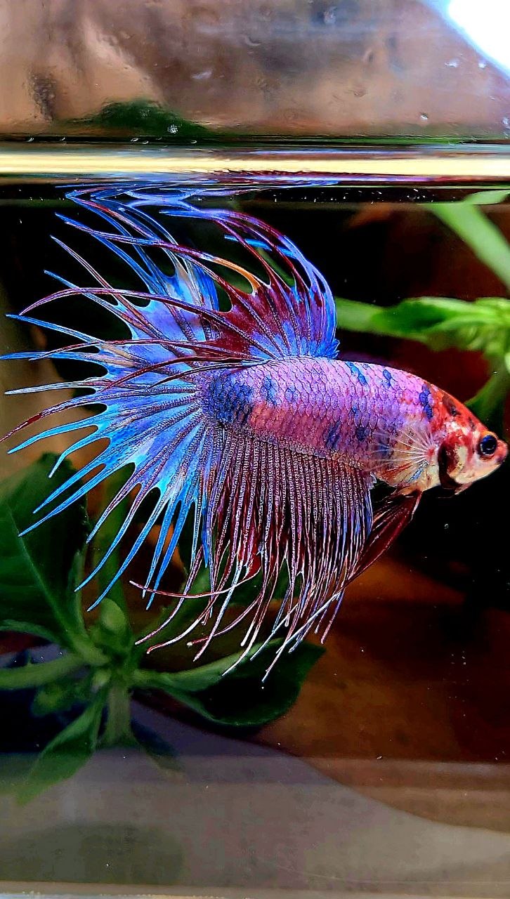 CROWNTAIL PURPLE CANDY FANCY MULTICOLOR BETTA FISH