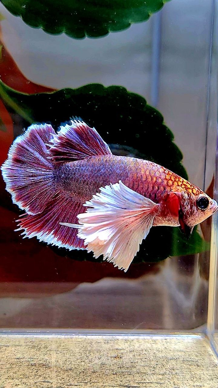 PLAKAT DUMBO EAR PURPLE THANOS BETTA FISH