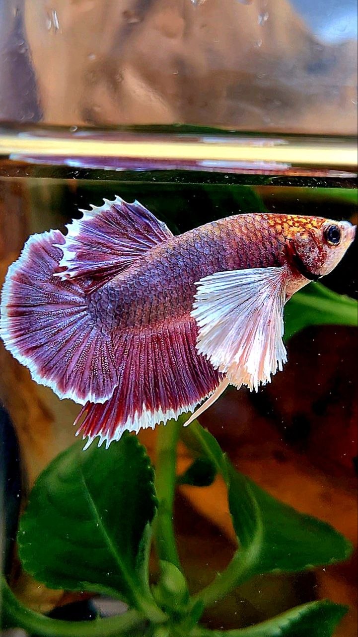 PLAKAT DUMBO EAR PURPLE THANOS BETTA FISH