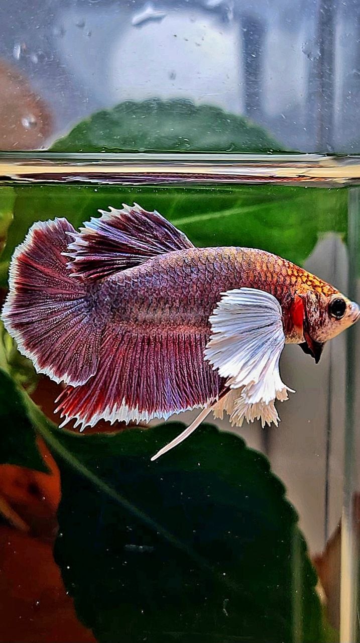 PLAKAT DUMBO EAR PURPLE THANOS BETTA FISH