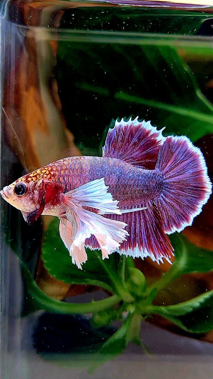 PLAKAT DUMBO EAR PURPLE THANOS BETTA FISH