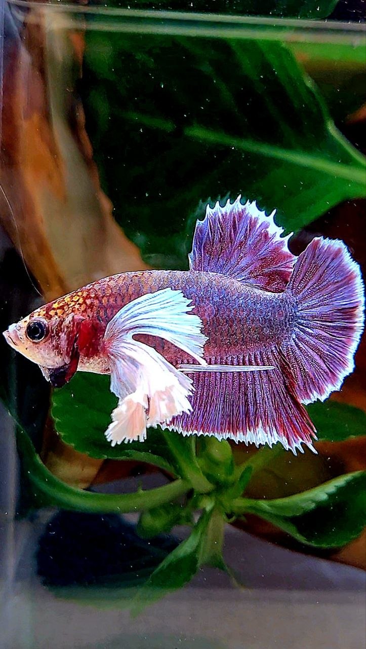 PLAKAT DUMBO EAR PURPLE THANOS BETTA FISH
