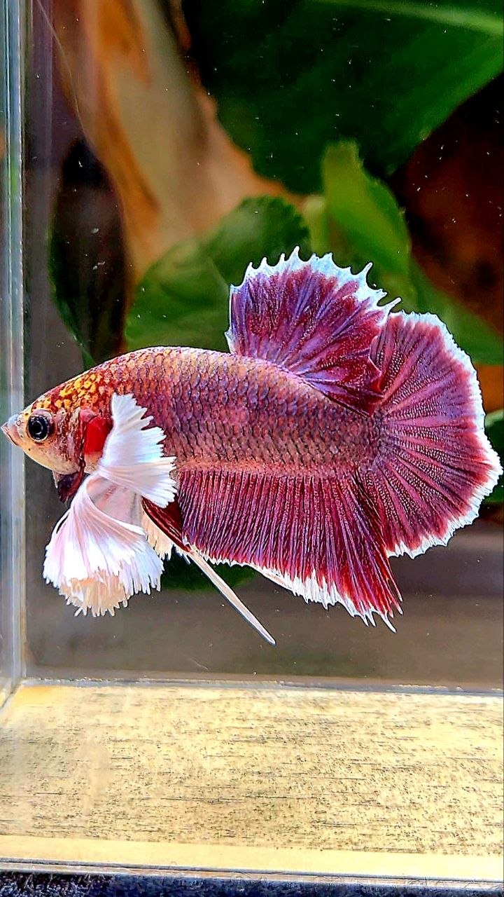 PLAKAT DUMBO EAR PURPLE THANOS BETTA FISH