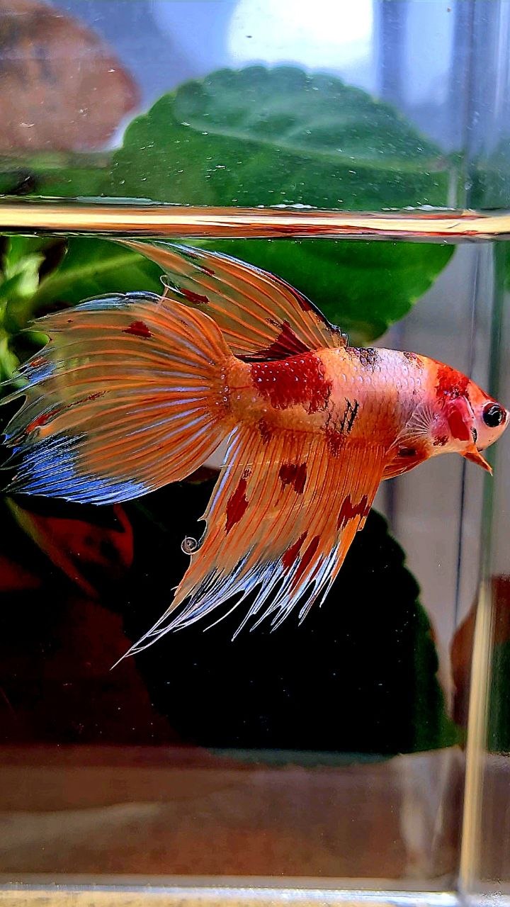 VEILTAIL CROWNTAIL ORANGE KOI NEMO MULTICOLOR BETTA FISH