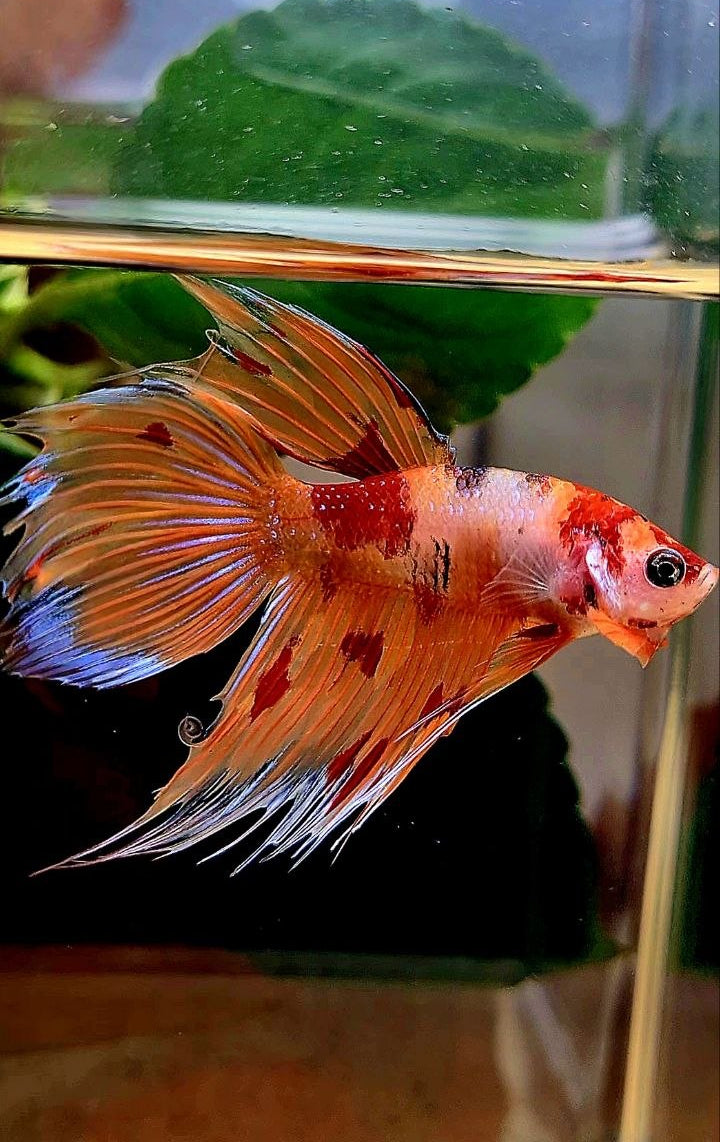 VEILTAIL CROWNTAIL ORANGE KOI NEMO MULTICOLOR BETTA FISH