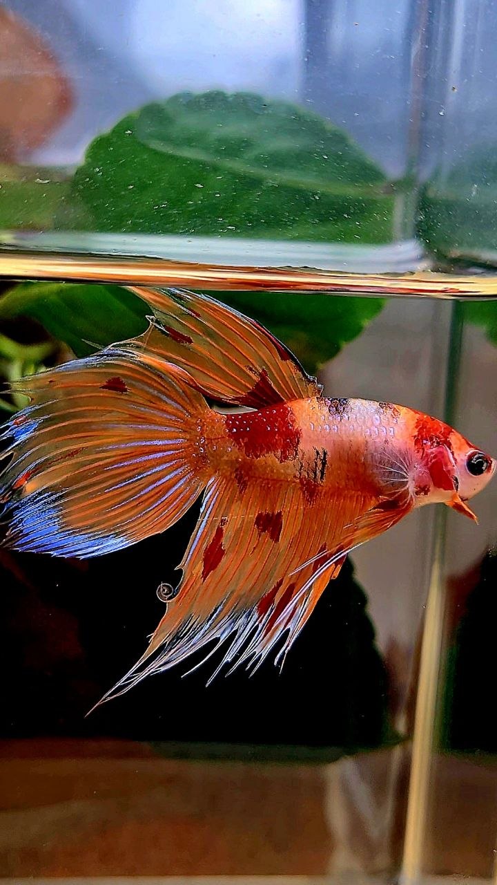 VEILTAIL CROWNTAIL ORANGE KOI NEMO MULTICOLOR BETTA FISH