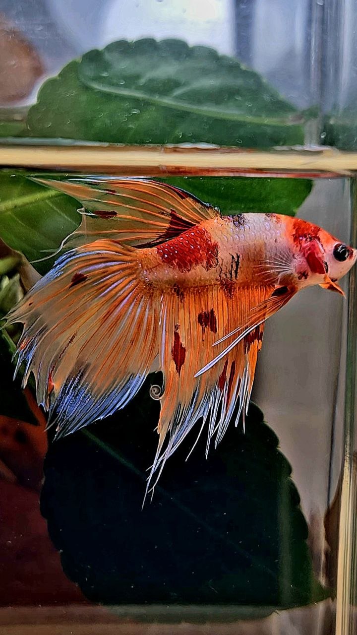 VEILTAIL CROWNTAIL ORANGE KOI NEMO MULTICOLOR BETTA FISH