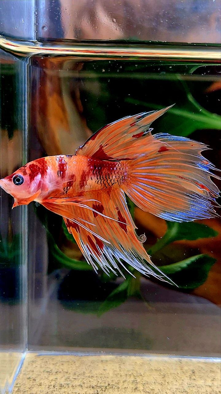 VEILTAIL CROWNTAIL ORANGE KOI NEMO MULTICOLOR BETTA FISH