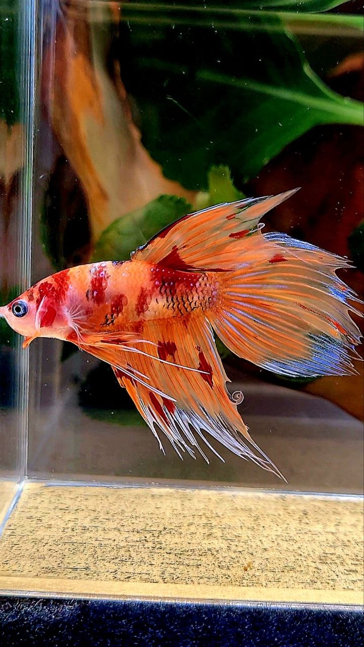 VEILTAIL CROWNTAIL ORANGE KOI NEMO MULTICOLOR BETTA FISH