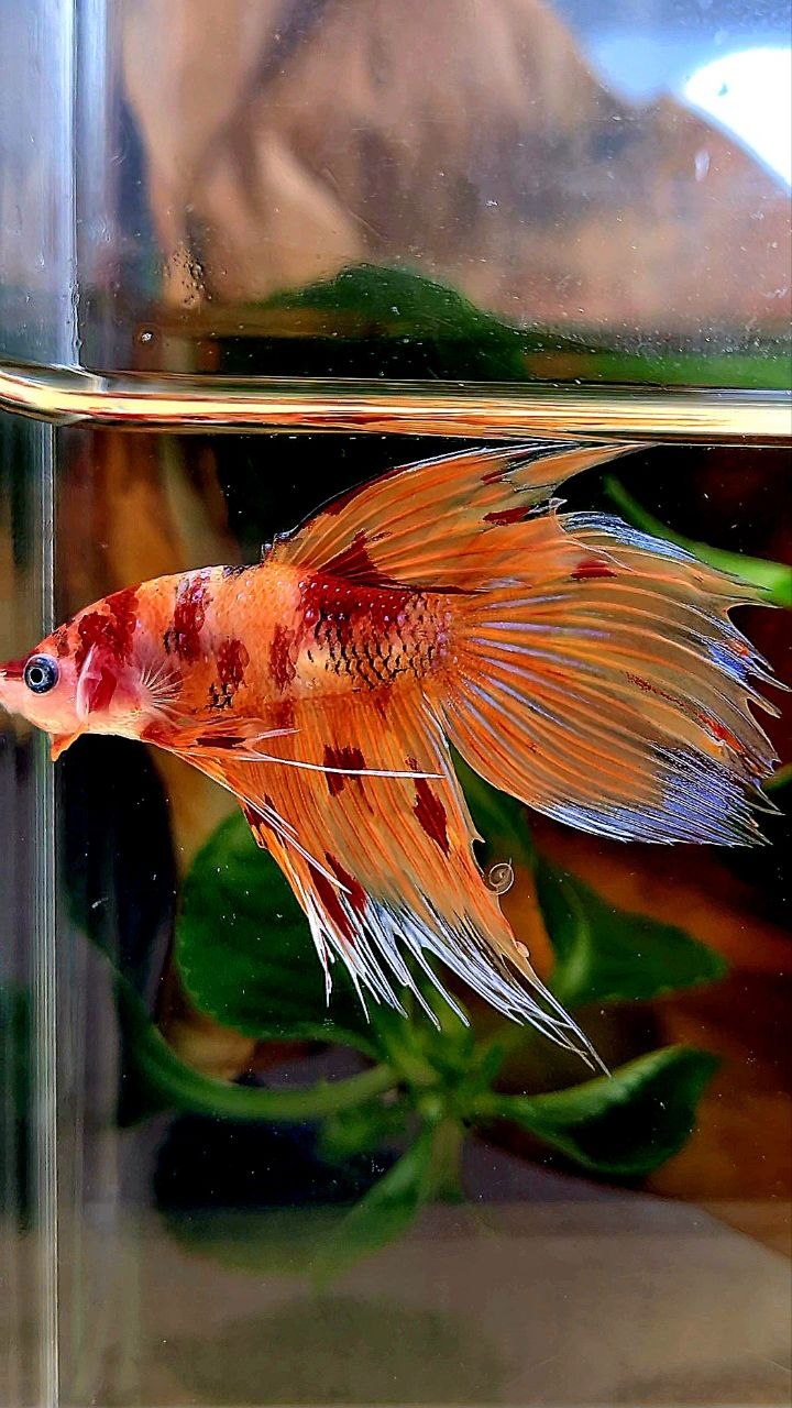 VEILTAIL CROWNTAIL ORANGE KOI NEMO MULTICOLOR BETTA FISH