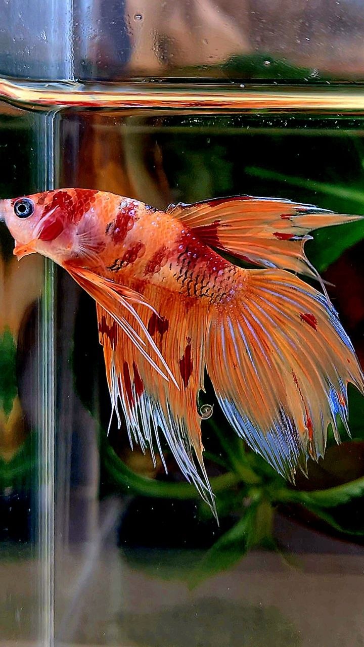 VEILTAIL CROWNTAIL ORANGE KOI NEMO MULTICOLOR BETTA FISH