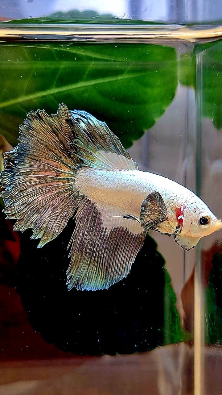 HALFMOON COPPER RIM BETTA FISH