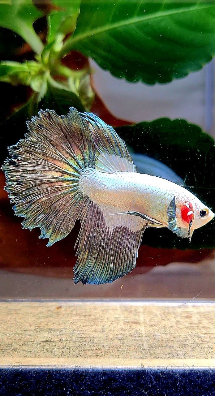 HALFMOON COPPER RIM BETTA FISH