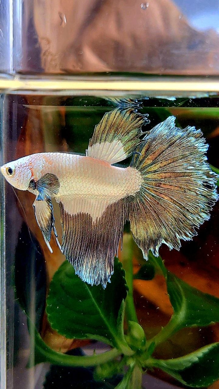 HALFMOON COPPER RIM BETTA FISH