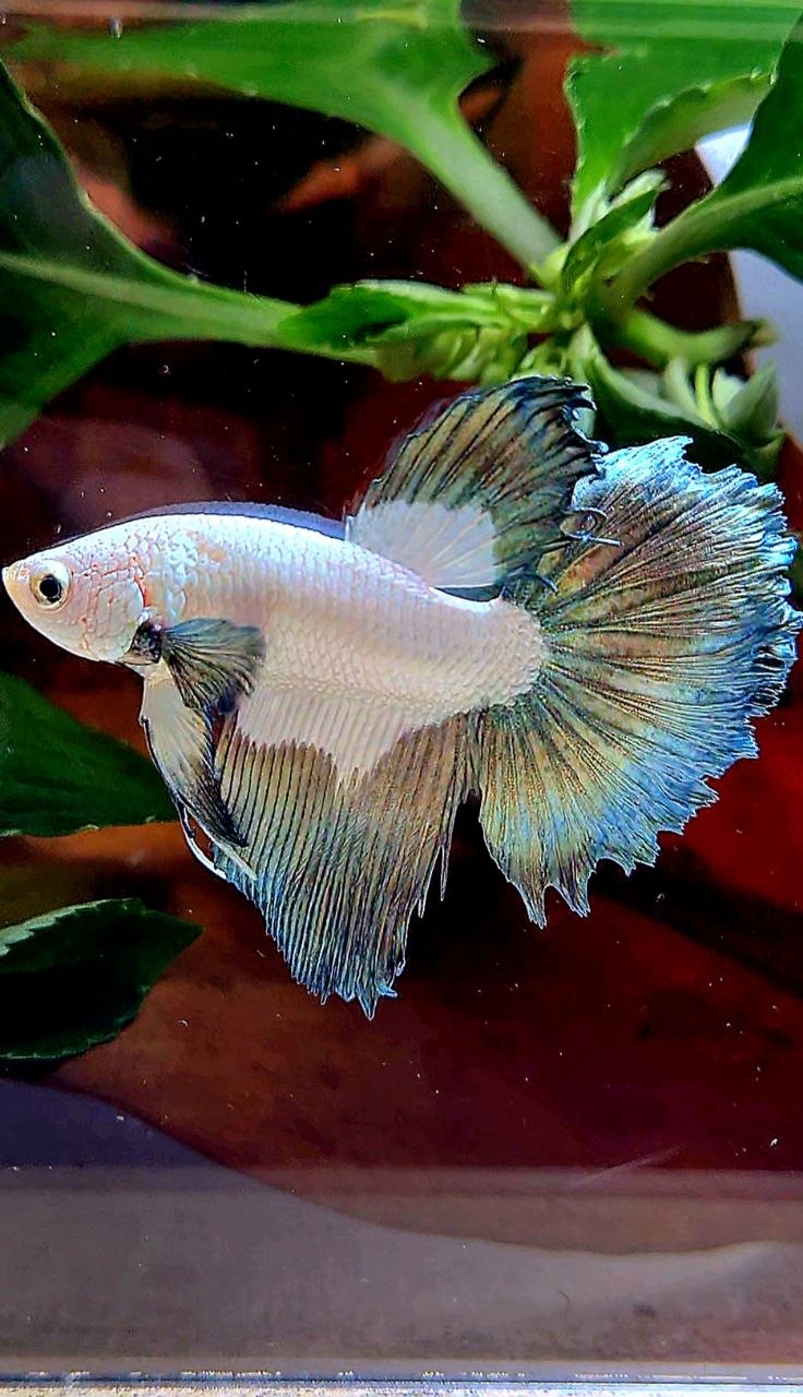 HALFMOON COPPER RIM BETTA FISH