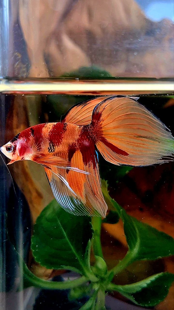 VEILTAIL ORANGE KOI NEMO MARBLE MULTICOLOR BETTA FISH