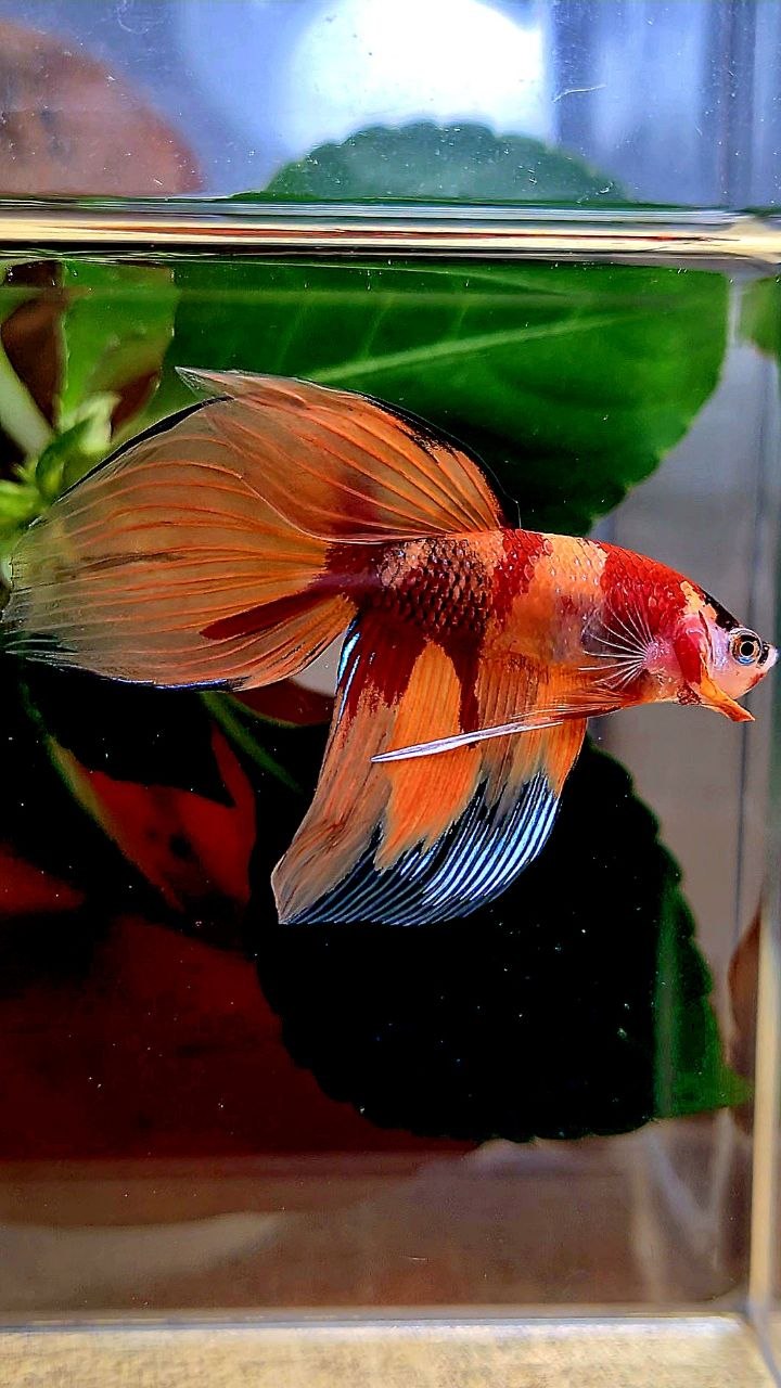 VEILTAIL ORANGE KOI NEMO MARBLE MULTICOLOR BETTA FISH