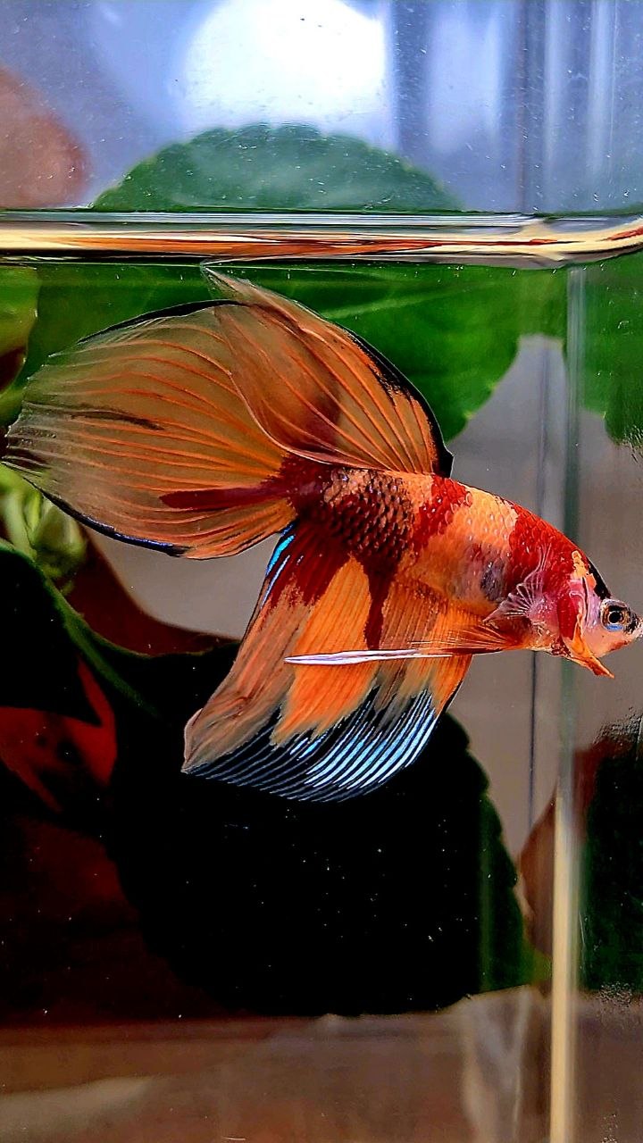 VEILTAIL ORANGE KOI NEMO MARBLE MULTICOLOR BETTA FISH