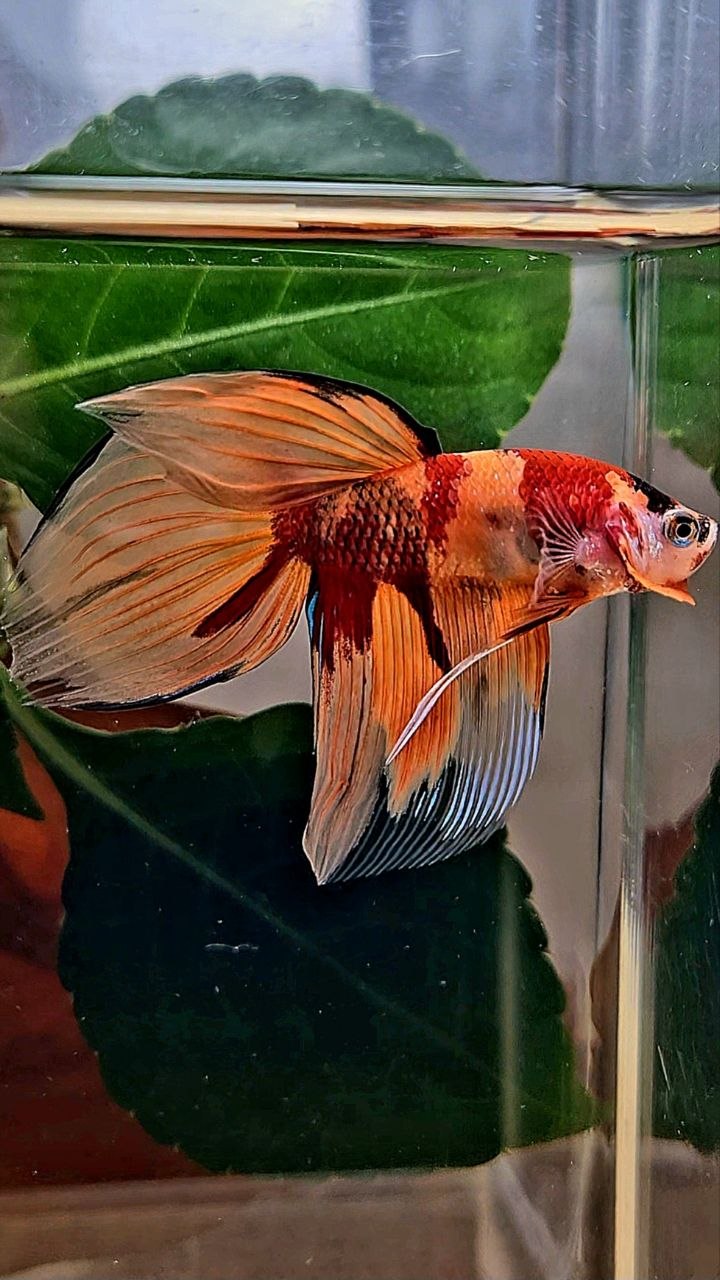 VEILTAIL ORANGE KOI NEMO MARBLE MULTICOLOR BETTA FISH