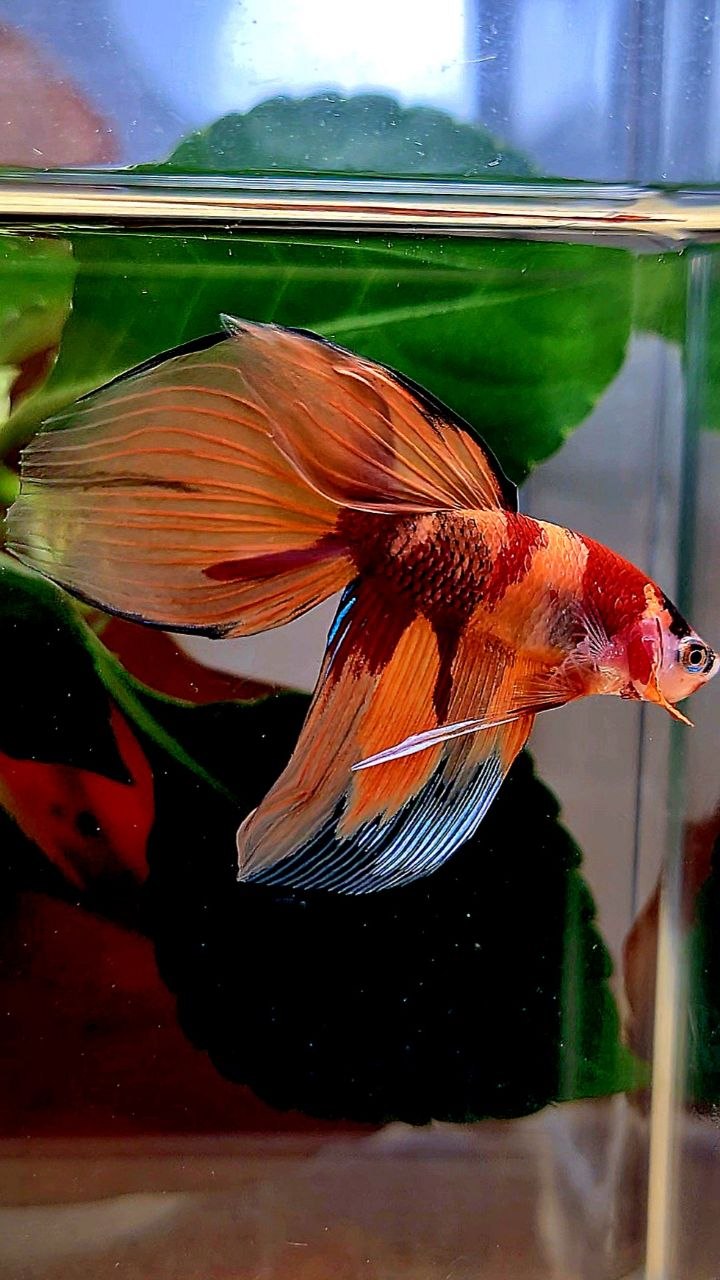 VEILTAIL ORANGE KOI NEMO MARBLE MULTICOLOR BETTA FISH