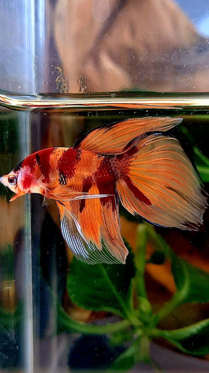 VEILTAIL ORANGE KOI NEMO MARBLE MULTICOLOR BETTA FISH