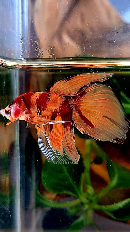 VEILTAIL ORANGE KOI NEMO MARBLE MULTICOLOR BETTA FISH