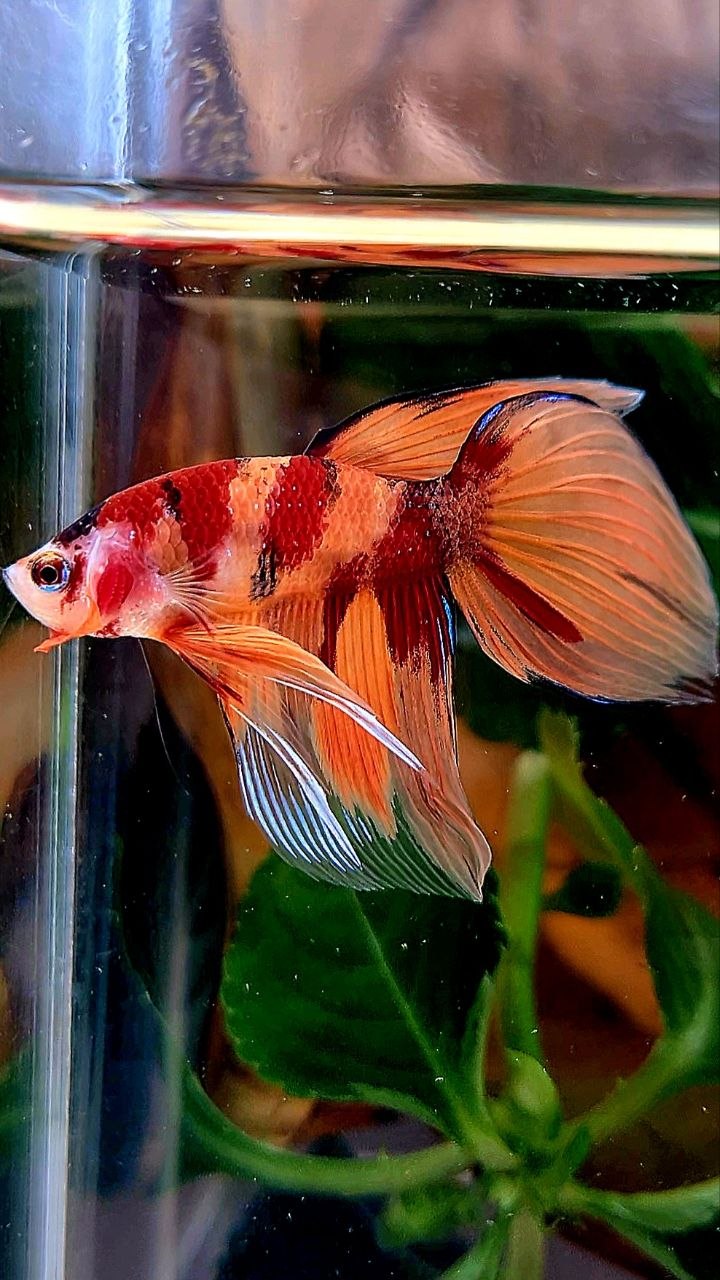 VEILTAIL ORANGE KOI NEMO MARBLE MULTICOLOR BETTA FISH