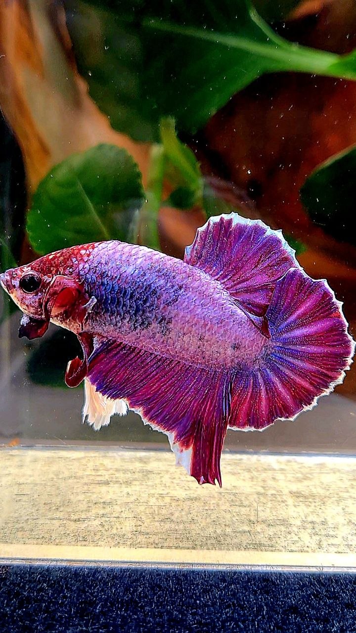 PLAKAT DUMBO EAR (ONE EAR) PURPLE BETTA FISH
