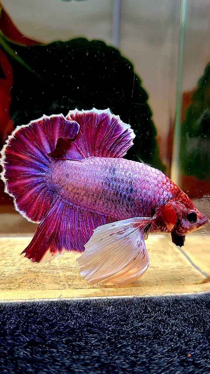 PLAKAT DUMBO EAR (ONE EAR) PURPLE BETTA FISH
