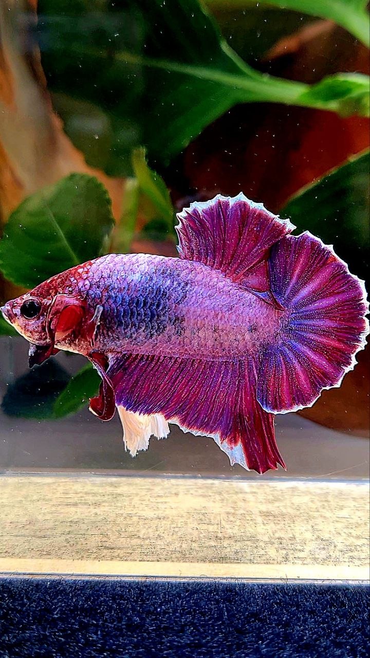 PLAKAT DUMBO EAR (ONE EAR) PURPLE BETTA FISH