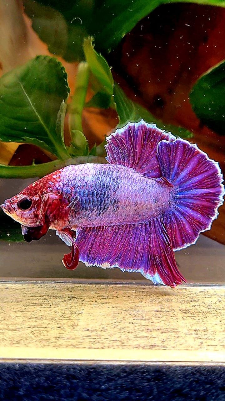 PLAKAT DUMBO EAR (ONE EAR) PURPLE BETTA FISH