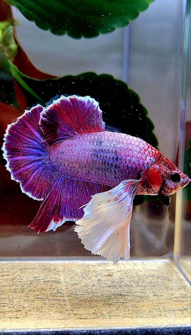 PLAKAT DUMBO EAR (ONE EAR) PURPLE BETTA FISH