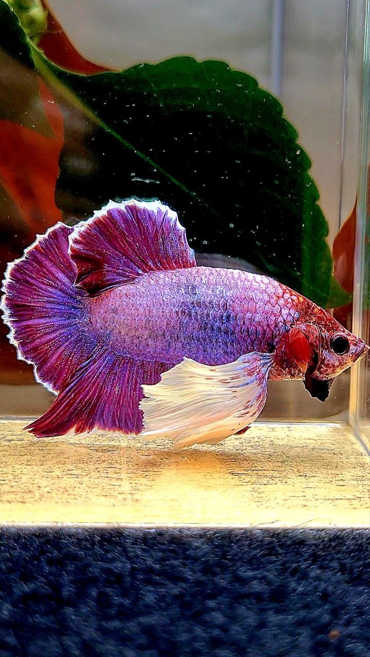 PLAKAT DUMBO EAR (ONE EAR) PURPLE BETTA FISH