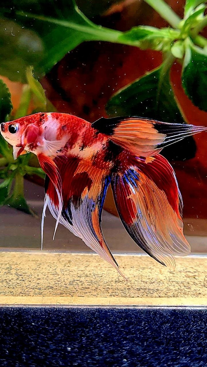 VEILTAIL ORANGE NEMO KOI MULTICOLOR BETTA FISH