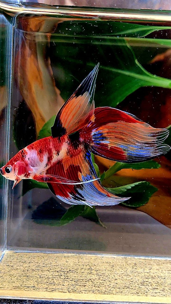 VEILTAIL ORANGE NEMO KOI MULTICOLOR BETTA FISH