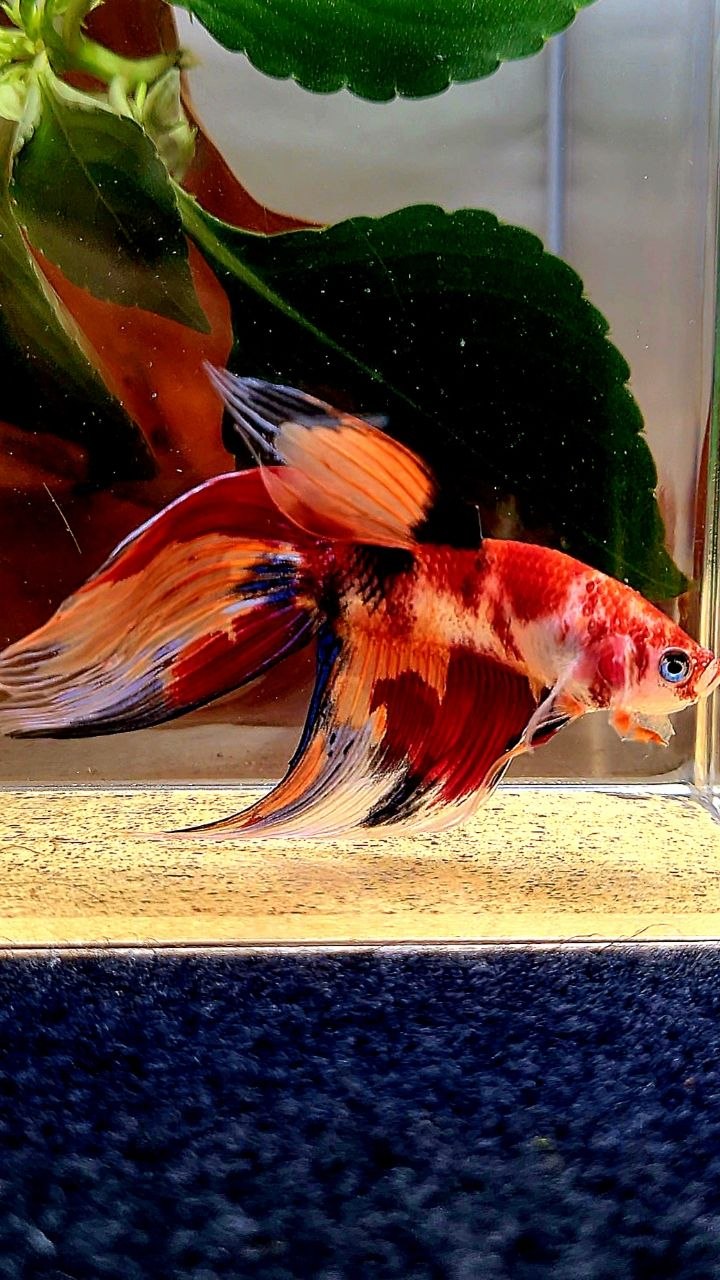 VEILTAIL ORANGE NEMO KOI MULTICOLOR BETTA FISH