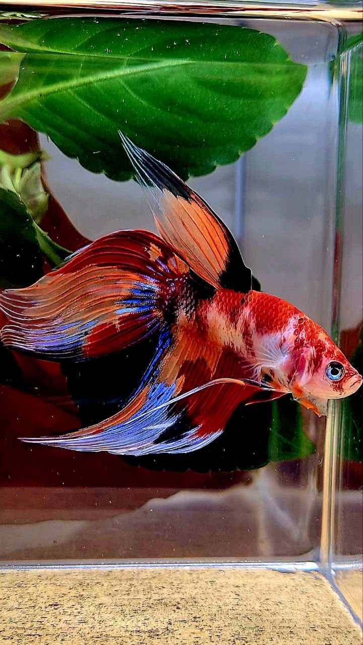 VEILTAIL ORANGE NEMO KOI MULTICOLOR BETTA FISH